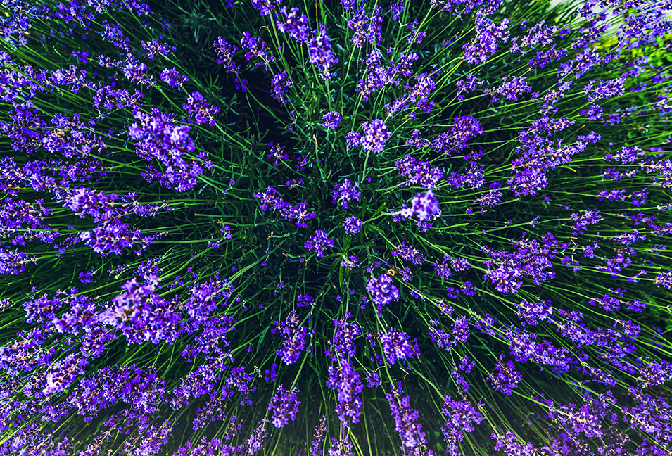 Lavender Drink Simply Nature